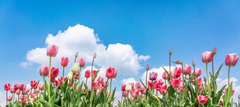 Pink tulips with a blue sky background